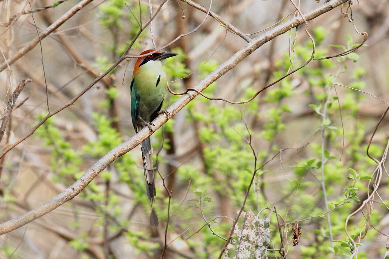 A motmot perched on a branch in Guatemala, showing its blue eye stripe and long tail.
